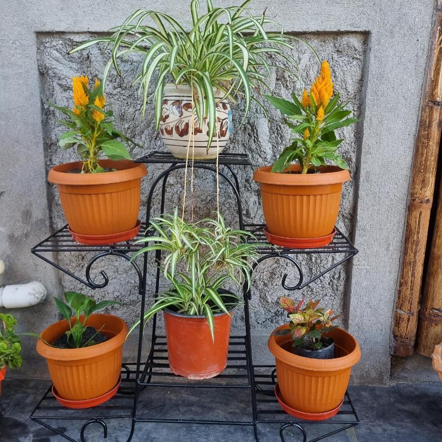 Alohi The Terrace Homestay Tezpur Zewnętrze zdjęcie